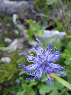 Klicken Sie hier für eine größere Ansicht