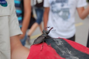 Klicken Sie hier für eine größere Ansicht